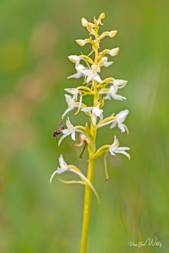 Grünliche Waldhyazinthe