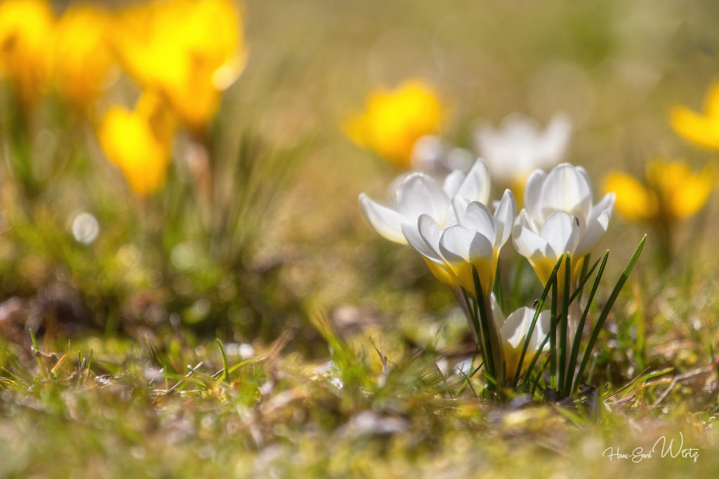 Krokusblüte 1