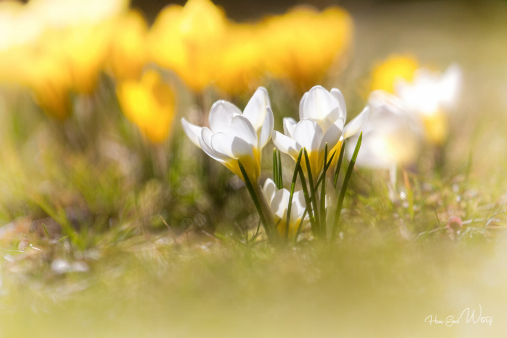 Krokusblüte